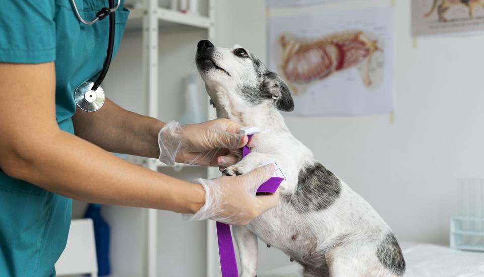 Tvøroyrar kommuna tryggjar djóralæknatænastu í Suðuroynni